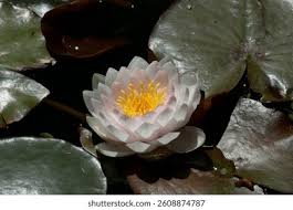 Attēlu rezultāti vaicājumam “Nymphaea candida”