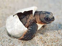 Image result for Caretta caretta