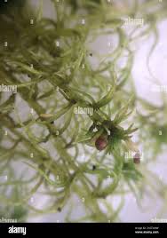 Attēlu rezultāti vaicājumam “Sphagnum fimbriatum”