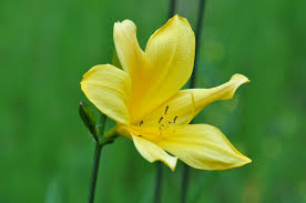 Attēlu rezultāti vaicājumam “Hemerocallis lilioasphodelus flower”