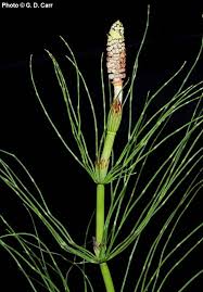 Attēlu rezultāti vaicājumam “Equisetum telmateia”