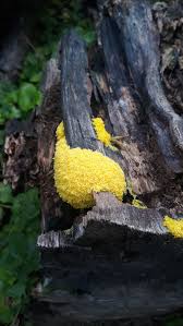 Attēlu rezultāti vaicājumam “Fuligo septica cf. septica macro”