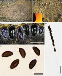 Attēlu rezultāti vaicājumam “Hypoxylon vogesiacum”