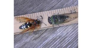 Image result for East Kilbride Wasps