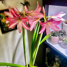 Attēlu rezultāti vaicājumam “Amarillidaceae”