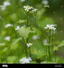 Attēlu rezultāti vaicājumam “Alliaria petiolata flower”
