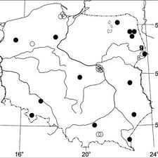 Attēlu rezultāti vaicājumam “Phleogena faginea stalked”