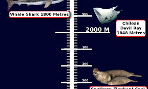 Image result for Deep and Wide Diving