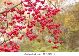 Attēlu rezultāti vaicājumam “Euonymus verrucosus”