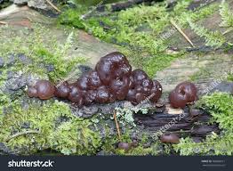 Attēlu rezultāti vaicājumam “Ascotremella faginea”