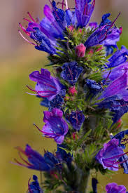 Attēlu rezultāti vaicājumam “Echium vulgare flower”