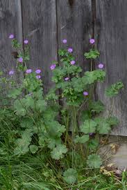 Attēlu rezultāti vaicājumam “Geranium pyrenaicum”
