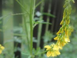 Attēlu rezultāti vaicājumam “Melilotus officinalis leaf”