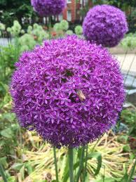 Attēlu rezultāti vaicājumam “Allium holandicum leaf”