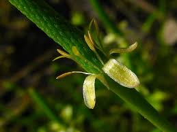 Attēlu rezultāti vaicājumam “Myosurus minimus”