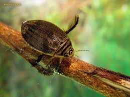 Attēlu rezultāti vaicājumam “Acilius sulcatus female”