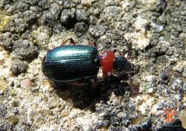 Attēlu rezultāti vaicājumam “Lebia chlorocephala”