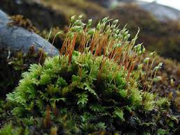 Attēlu rezultāti vaicājumam “Fissidens bryoides sporophyte”