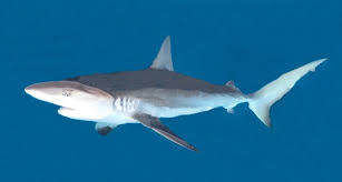 Image result for Carcharhinus obscurus
