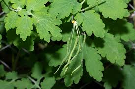 Attēlu rezultāti vaicājumam “Chelidonium majus leaf”