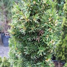 Attēlu rezultāti vaicājumam “Taxus baccata leaf”