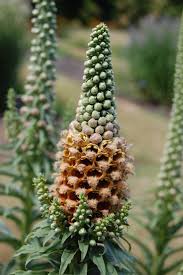 Image result for Digitalis ferruginea