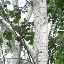 Attēlu rezultāti vaicājumam “Populus alba Nivea”