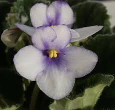 Image result for Saintpaulia ionantha Culitvar