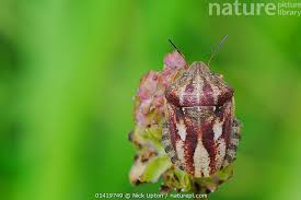 Attēlu rezultāti vaicājumam “Eurygaster testudinaria”