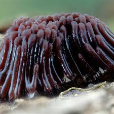 Attēlu rezultāti vaicājumam “Stemonitis splendens spores”