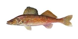 Image result for The Lancaster Fish