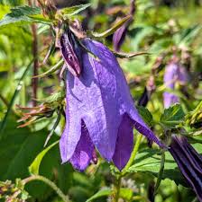 Image result for Campanula strigosa