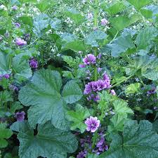 Image result for Malva sylvestris