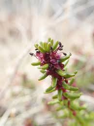 Attēlu rezultāti vaicājumam “Empetrum nigrum flower”