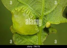 Attēlu rezultāti vaicājumam “Neuroterus albipes”