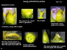 Attēlu rezultāti vaicājumam “Spergularia marina bud”
