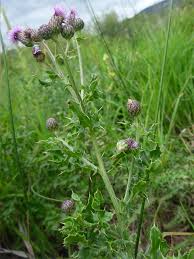 Attēlu rezultāti vaicājumam “Cirsium arvense leaf”