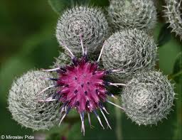 Attēlu rezultāti vaicājumam “Arctium tomentosum”