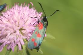 Attēlu rezultāti vaicājumam “Zygaena viciae”