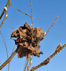 Attēlu rezultāti vaicājumam “Sacchiphantes abietis exuvia”