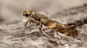Attēlu rezultāti vaicājumam “Gracillaria syringella”