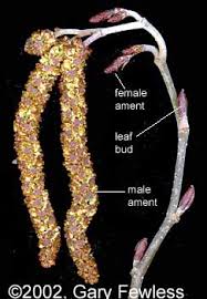 Attēlu rezultāti vaicājumam “Alnus glutinosa female flower”