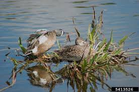 Image result for Anas discors