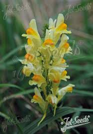 Attēlu rezultāti vaicājumam “Linaria loeselii flower”