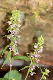 Attēlu rezultāti vaicājumam “Epipactis helleborine flower”