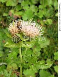 Attēlu rezultāti vaicājumam “Cirsium oleraceum flower”