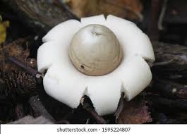Attēlu rezultāti vaicājumam “Geastrum fimbriatum”