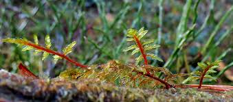 Attēlu rezultāti vaicājumam “Serpoleskea subtilis sporophyte”