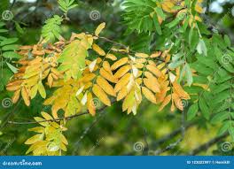 Attēlu rezultāti vaicājumam “Sorbus aucuparia leaf”