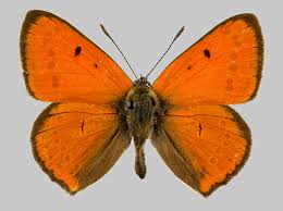 Attēlu rezultāti vaicājumam “Lycaena dispar”